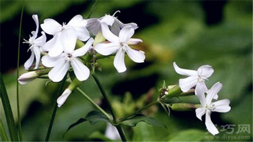 10月2日生日花：石碱草 石碱草花语