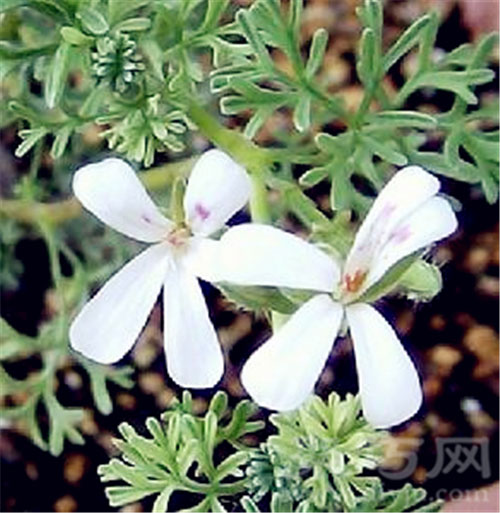 10月4日生日花：青莴 青莴花语