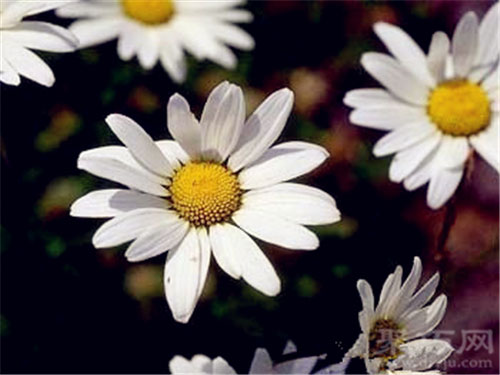 10月5日生日花：甘菊 甘菊花语