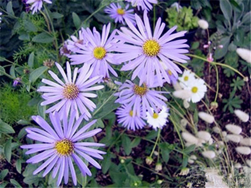 10月24日生日花：欧洲浦菊 欧洲浦菊花语