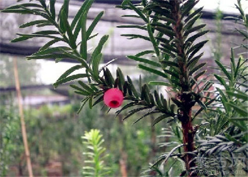 11月6日生日花：紫杉 紫杉花语