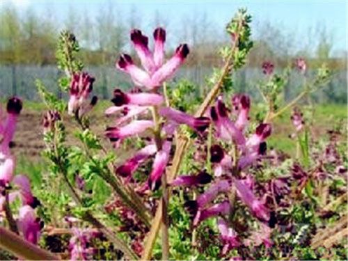 11月7日生日花：烟雾花 烟雾花花语