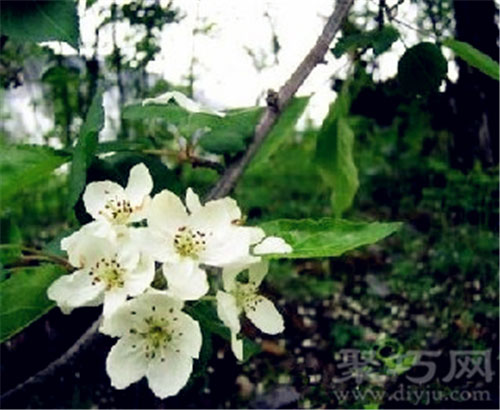 11月17日生日花：苹果花 苹果花花语