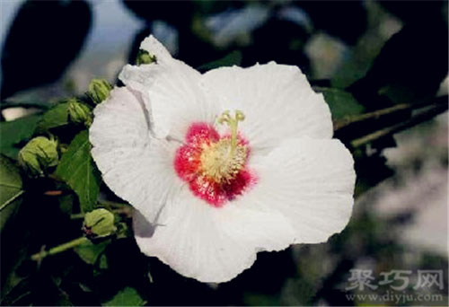 12月5日生日花：芙蓉花 芙蓉花花语