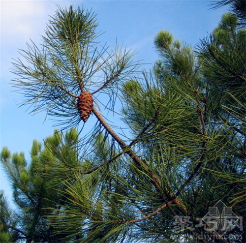 12月14日生日花：海岸松 海岸松花语