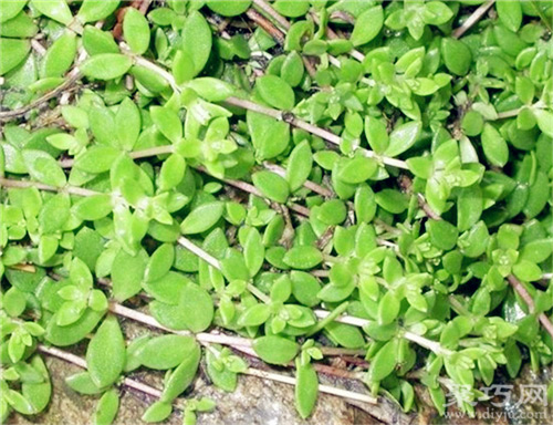 垂盆草的种植方法及繁殖方法