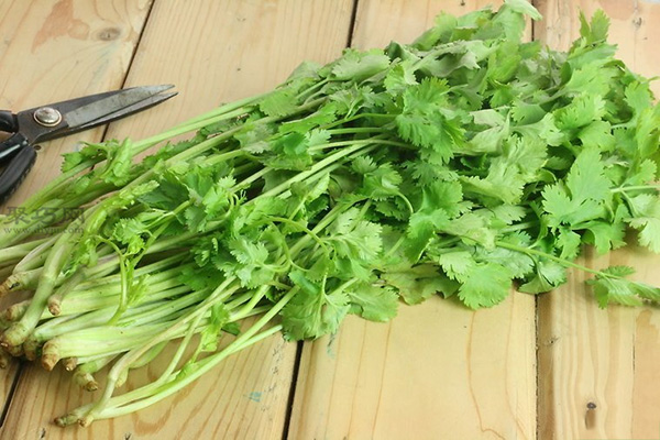 怎么样在冰箱里储存新鲜的香菜 来看储存香菜教程