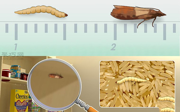 治理储藏室飞蛾图片教程 怎样治理储藏室飞蛾