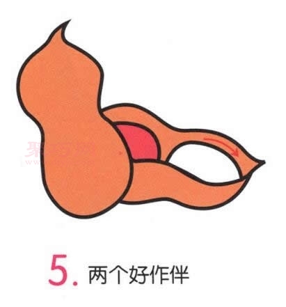 花生画法第5步