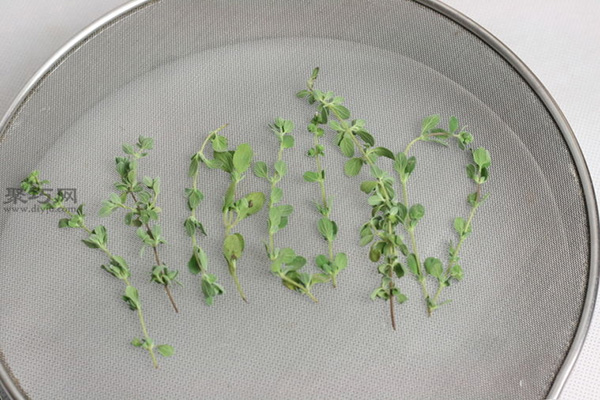 室内干燥法干燥草本植物图片教程 18