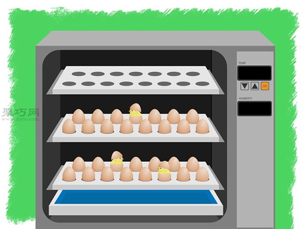 如何使用孵化器孵小鸡