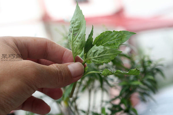 如何选择要干燥的草本植物 2